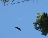 GDMBR: A lucky photograph of a Bald Eagle gliding overhead.